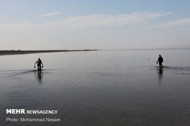 کنعانی: وضعیت تالاب میانکاله و خلیج گرگان نگران کننده است