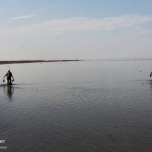 کنعانی: وضعیت تالاب میانکاله و خلیج گرگان نگران کننده است