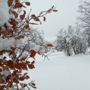 پیش بینی بارش برف در خوزستان