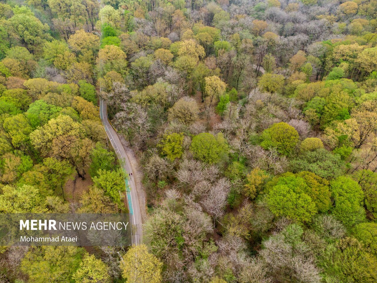 جنگلداری نوین در هیرکانی؛ بازسازی مدیریت علمی جنگل‌های شمال