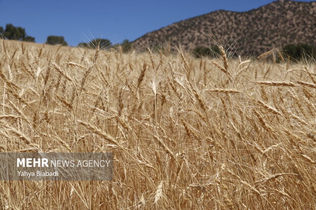 ۷۰ درصد اراضی گندم خوزستان زیر کشت رفت