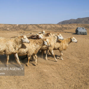 کمبود نهاده دامی و ضعف آنتن‌دهی؛ دغدغه‌های اصلی عشایر بیله‌سوار است