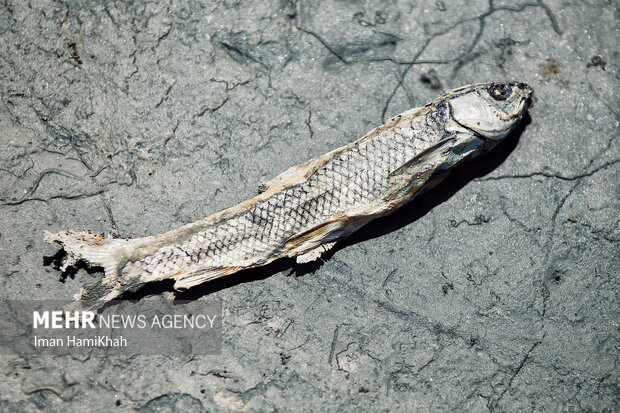 دو میلیمتر بارندگی در ۲ ماه؛ پاییز همدان خشکترین در سالهای اخیر