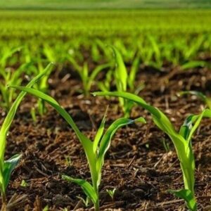 تحقق ۸۶ درصدی پیشرفت فیزیکی الگوی کشت استان قزوین