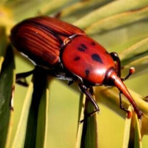 تعیین زمان دقیق مبارزه با آفات گیاهی فراهم شد