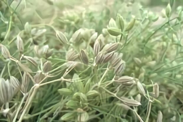 قادری: زیره سبز در بیش از ۳۰۰ هکتار از اراضی تربت حیدریه کشت می شود