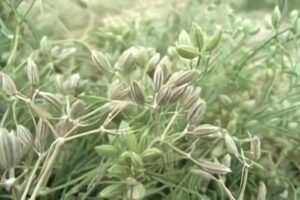 قادری: زیره سبز در بیش از ۳۰۰ هکتار از اراضی تربت حیدریه کشت می شود