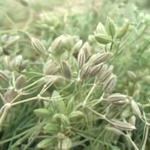 قادری: زیره سبز در بیش از ۳۰۰ هکتار از اراضی تربت حیدریه کشت می شود