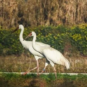 پاییز به آخر رسید و درنا نیامد؛ امید در کجا پَر می‌کشد؟