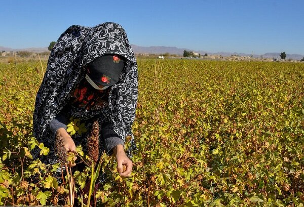 راز پنبه قهوهای خوسف؛ میراث ۵۰۰ ساله در دور باطل نخ ریسی گرفتار شد