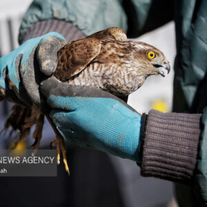 زارع: ۳۷۴ قطعه پرنده مهاجر از شکارچیان غیرمجاز در مازندران کشف شد