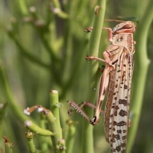 هرمزگان آماده مقابله با هجوم ملخ های صحرایی است