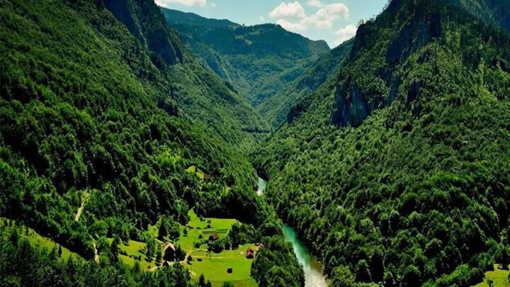 جلالی: جنگل‌های هیرکانی بخشی از هویت تاریخی و فرهنگی ایران هستند