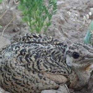 بازیار: سایت تکثیر و مرکز تحقیقات میش‌مرغ بوکان تکمیل می شود