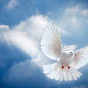 مادر شهیدان پور انوری آسمانی شد