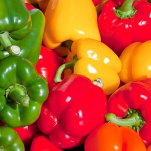 برداشت فلفل دلمه‌ای مرغوب از مزارع شهرستان بندرعباس آغاز شد