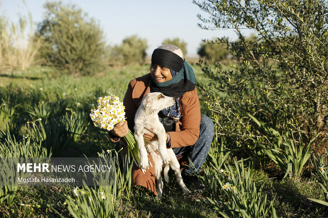 قصه یک گل و هزار دغدغه؛ظرفیت ۱۲ میلیونی نرگس های خوسف در تنگنای بازار