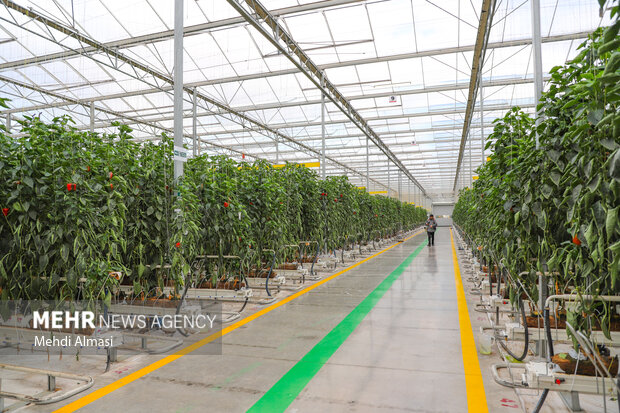 فعالیت ۲۵ هکتار گلخانه در شهرستان قزوین
