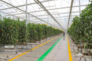 فعالیت ۲۵ هکتار گلخانه در شهرستان قزوین