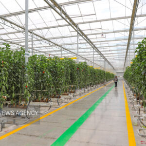 فعالیت ۲۵ هکتار گلخانه در شهرستان قزوین