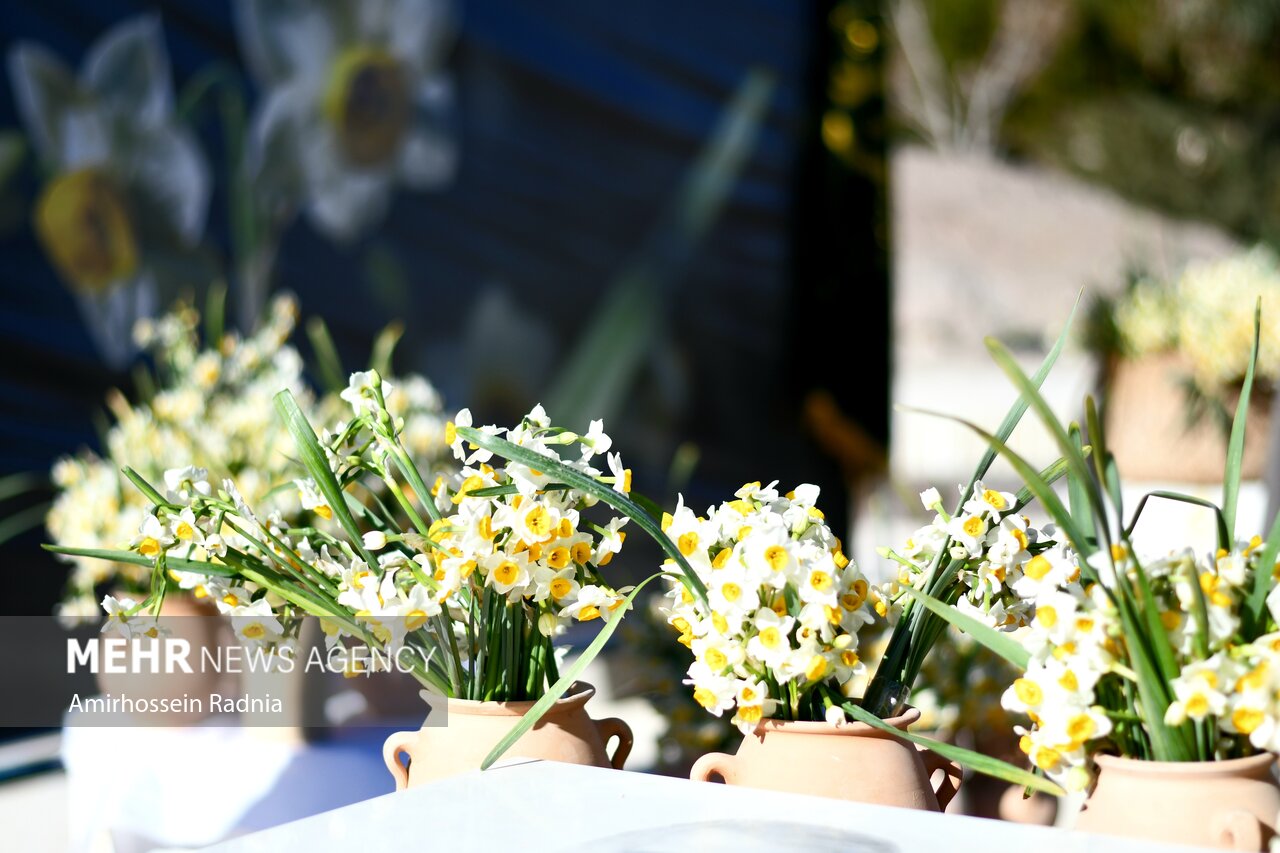 قصه یک گل و هزار دغدغه؛ظرفیت ۱۲ میلیونی نرگس های خوسف در تنگنای بازار