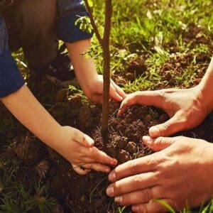 ساحل زیر چتر درختان؛ احیای جنگل ادامه دارد