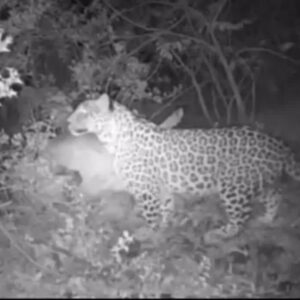 مشاهده پلنگ ایرانی در ارتفاعات جاده شهمیرزاد – چاشم