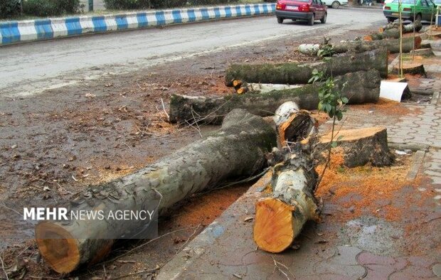 عاملان قطع غیر مجاز درختان چنار در خمینی شهر دستگیر شدند