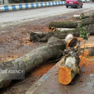 عاملان قطع غیر مجاز درختان چنار در خمینی شهر دستگیر شدند