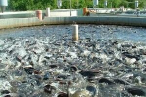 آذربایجان غربی قطب شیلات و آبزیان کشور؛۲۱ هزارتن آبزی تولید می شود