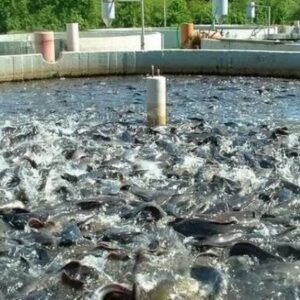 آذربایجان غربی قطب شیلات و آبزیان کشور؛۲۱ هزارتن آبزی تولید می شود