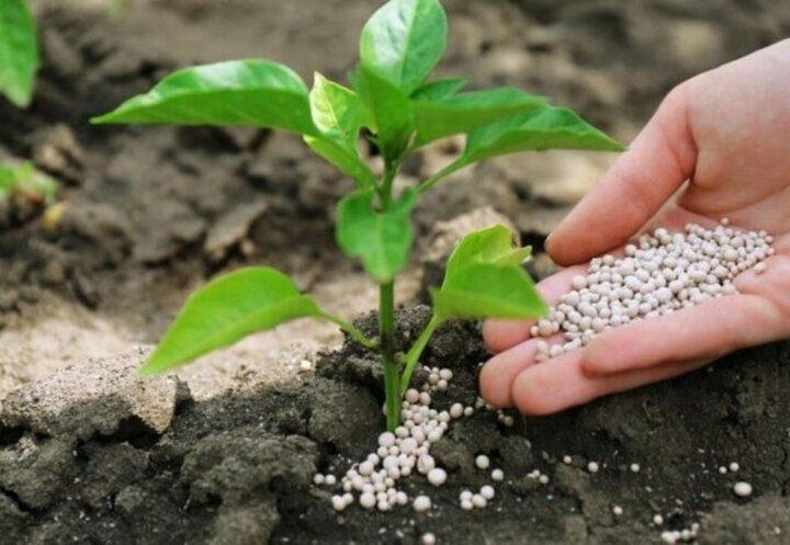 تأمین پایدار کود کشاورزی در گلستان