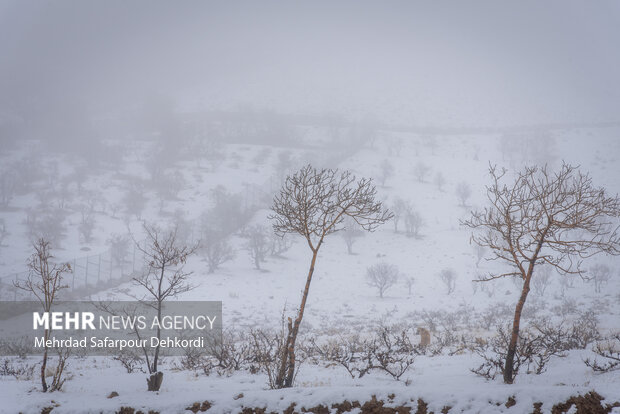 بوران شدید و سهمگین برف در ارتفاعات شهرستان تکاب