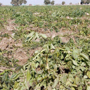 ۳۷ گروه ارزیاب در حال بررسی خسارت‌های کشاورزان در پنج شهرستان هرمزگان