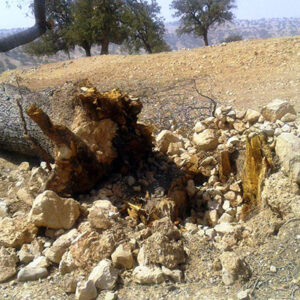 برخورد قاطع قضایی با قطع‌کنندگان غیرمجاز درختان در بندپی بابل