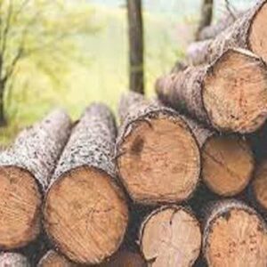 کشف ۸ تن چوب جنگلی دپو شده و غیرمجاز در کردکوی