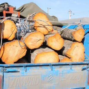 حاتمی: محموله چوب قاچاق در آمل کشف شد