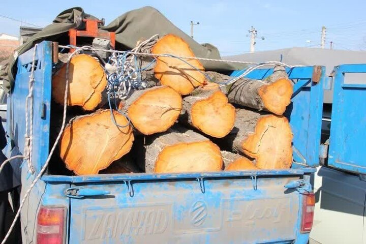 حاتمی: محموله چوب قاچاق در آمل کشف شد