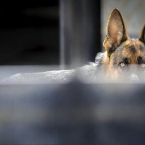 استقرار کلینیک‌های سیار عقیم‌سازی سگ‌های ولگرد در حاشیه‌ تهران