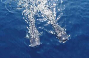 کوسه نهنگی در تور صیادان جاسکی