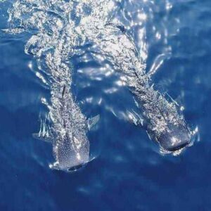 کوسه نهنگی در تور صیادان جاسکی