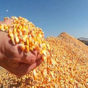ذرت خریداری‌ شده به زودی در مرغداری‌ها توزیع می‌شود