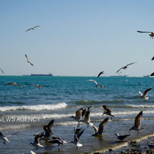 ورود پرندگان مهاجر به جزیره قشم برای زمستان گذرانی