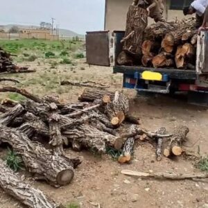 باقری: ۱۵ تن چوب‌آلات جنگلی قاچاق در آمل کشف شد