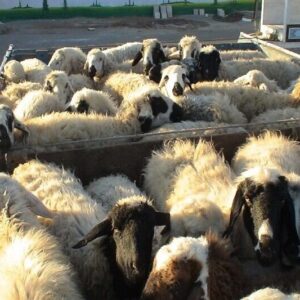 شیری: ۳۱۳ راس دام قاچاق قبل از خروج از مرز سردشت کشف شد