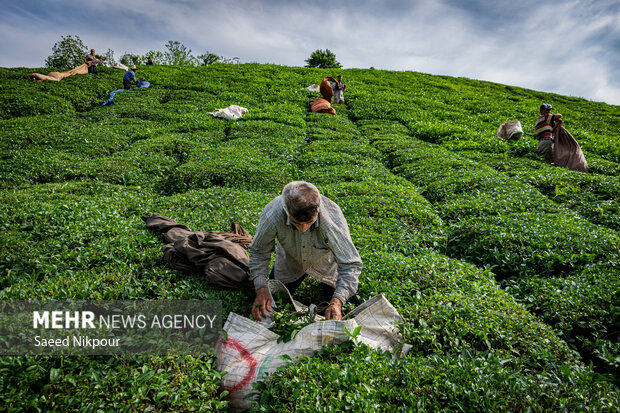 رشد چشمگیر صادرات چای ایران؛ بازار داخلی و خارجی تقویت شد