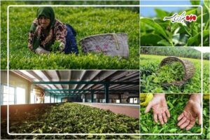 رشد چشمگیر صادرات چای ایران؛ بازار داخلی و خارجی تقویت شد