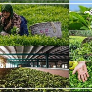 رشد چشمگیر صادرات چای ایران؛ بازار داخلی و خارجی تقویت شد