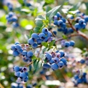 ارزش اقتصادی بلوبری در کشور به ۹۶ دلار در هر کیلو گرم می‌رسد