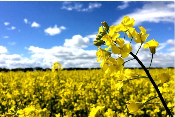 رشد ۵۰ درصدی سطح زیرکشت کلزا در شهرستان گیلانغرب